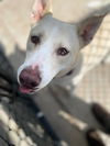adoptable Dog in  named CC