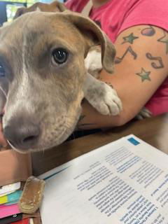 adoptable Dog in Temple, TX named A075712