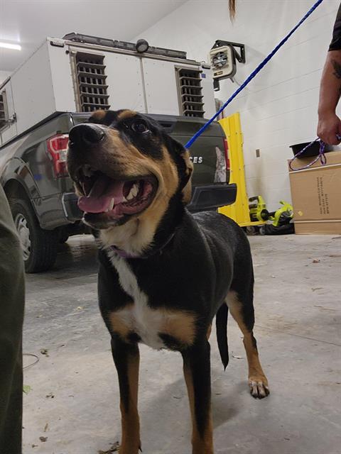 adoptable Dog in Temple, TX named VADA