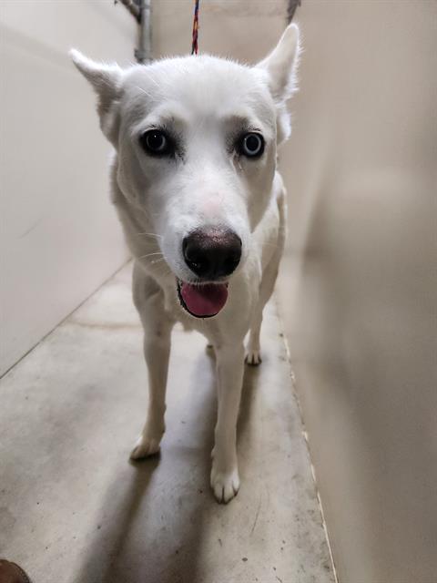 adoptable Dog in Temple, TX named SHIRLEY