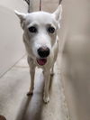 adoptable Dog in  named SHIRLEY