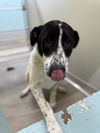adoptable Dog in  named GRAVY BOAT