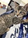 adoptable Cat in  named A075892