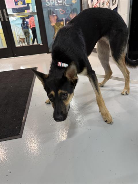 adoptable Dog in Temple, TX named A075873