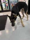 adoptable Dog in  named A075873