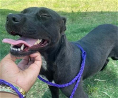 adoptable Dog in Temple, TX named A075880