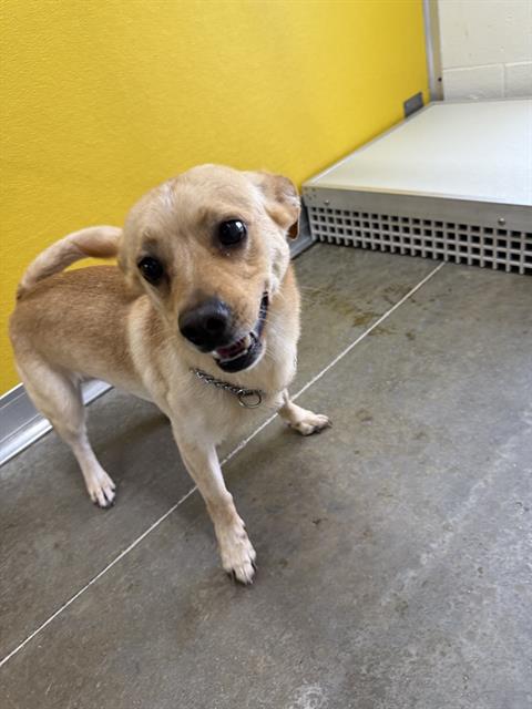 adoptable Dog in Temple, TX named LOKI