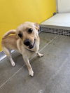 adoptable Dog in  named LOKI