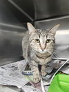 adoptable Cat in  named MOCHI