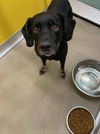 adoptable Dog in  named BEAR