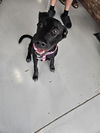 adoptable Dog in  named AURORA