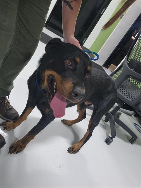 adoptable Dog in Temple, TX named A075962