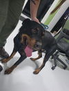 adoptable Dog in  named A075962