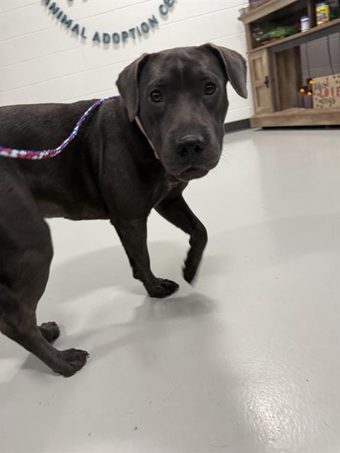 adoptable Dog in Temple, TX named A075968