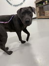 adoptable Dog in  named A075968