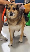 adoptable Dog in  named SADIE
