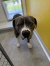 adoptable Dog in  named DUKE