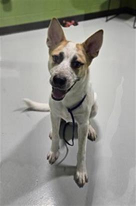 adoptable Dog in Temple, TX named FRITO