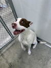 adoptable Dog in  named A076082