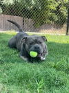 adoptable Dog in  named A076083