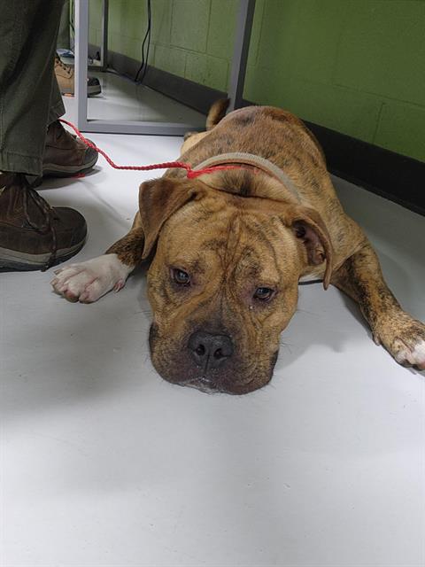 adoptable Dog in Temple, TX named A076099