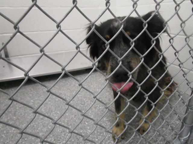 adoptable Dog in Temple, TX named SNICKERS