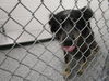 adoptable Dog in  named SNICKERS