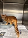 adoptable Cat in  named A076257