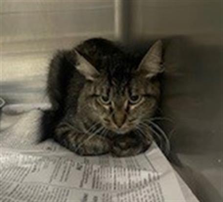adoptable Cat in Temple, TX named A076263