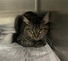 adoptable Cat in  named A076263