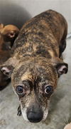 adoptable Dog in  named PEANUT