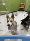 adoptable Dog in  named A074817