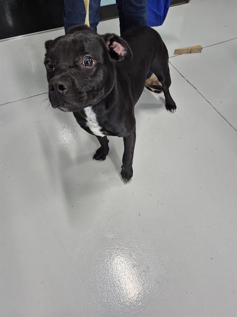 adoptable Dog in Temple, TX named A075415