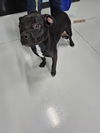 adoptable Dog in  named A075415