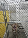 adoptable Dog in  named BELLA