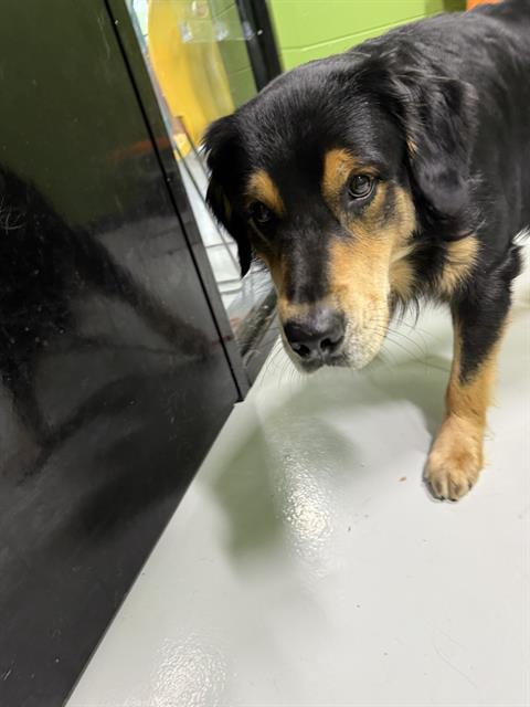 adoptable Dog in Temple, TX named A076171
