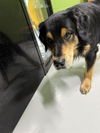 adoptable Dog in  named A076171