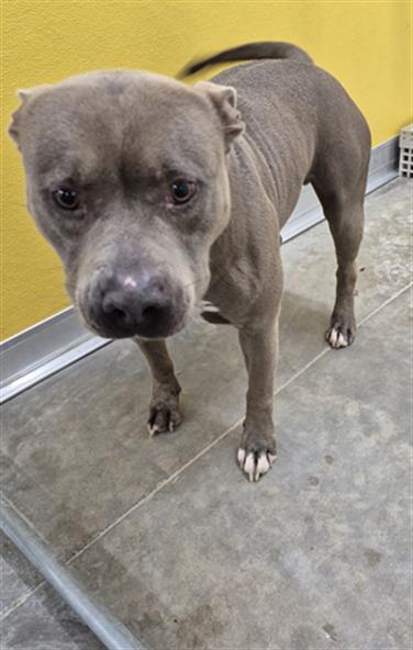 adoptable Dog in Temple, TX named A076176