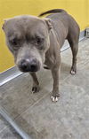adoptable Dog in  named A076176