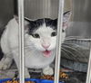adoptable Cat in  named A076184