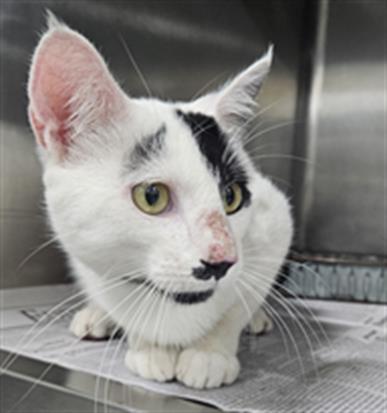 adoptable Cat in Temple, TX named A076197