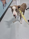 adoptable Dog in  named A076200