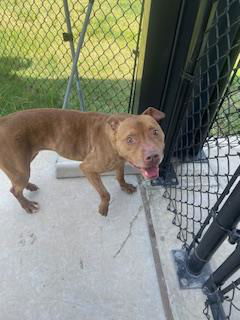 adoptable Dog in Temple, TX named MILEY
