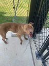adoptable Dog in  named MILEY