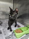 adoptable Cat in  named A076215