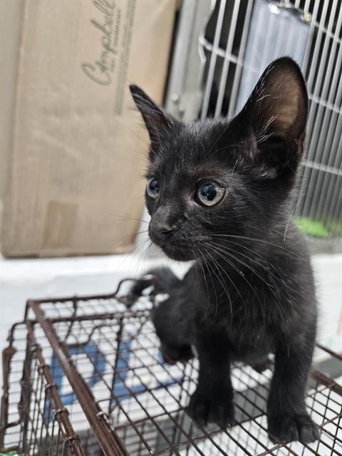 adoptable Cat in Temple, TX named A076216
