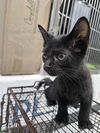 adoptable Cat in  named A076216