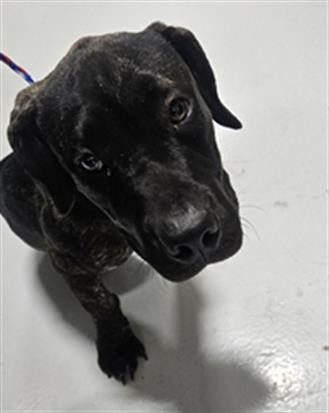 adoptable Dog in Temple, TX named A076239
