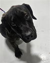 adoptable Dog in  named A076239