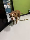 adoptable Dog in  named TUCKER